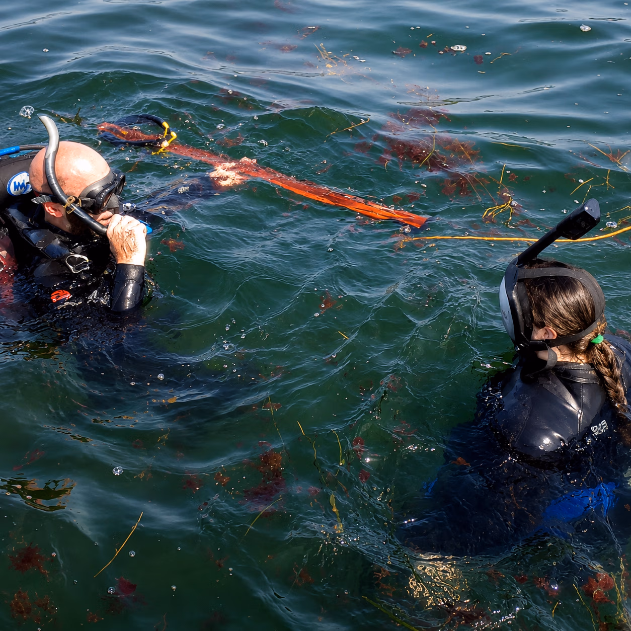 Two snorkelers in wetsuits floating in water with floating seaweed and a wooden object.